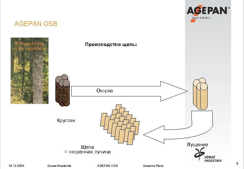 AGEPAN OSB Schwachholz pinus sylvestris Производство щепы Окорка Кругляк Лущение Щепа = окоренная лучина