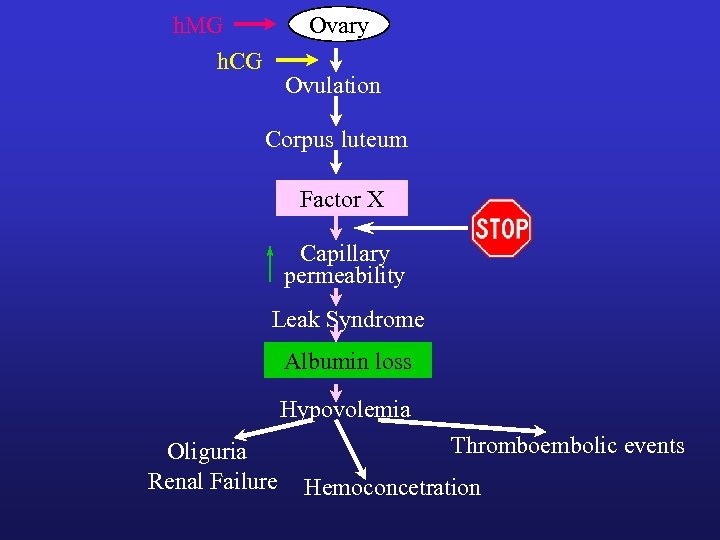 h. MG h. CG Ovary Ovulation Corpus luteum Factor X Capillary permeability Leak Syndrome