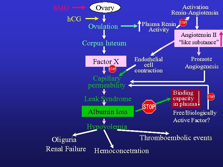 h. MG h. CG Activation Renin-Angiotensin Ovary Ovulation Plasma Renin Activity Corpus luteum Factor