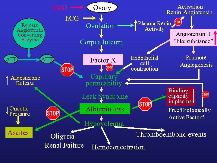 Release Angiotensin Converting Enzyme ATI h. MG h. CG Activation Renin-Angiotensin Ovary Ovulation Plasma