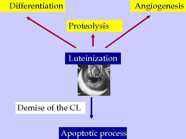 Differentiation Angiogenesis Proteolysis Luteinization Demise of the CL Apoptotic process 