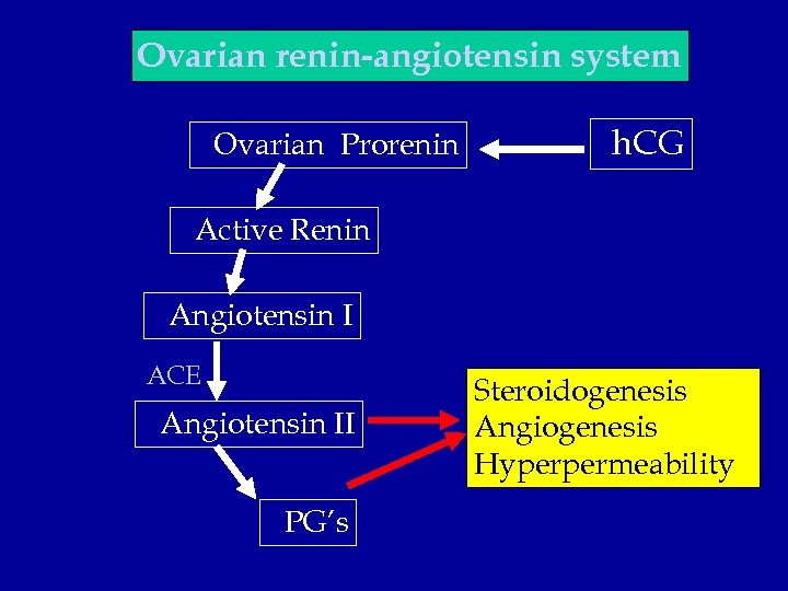 Ovarian renin-angiotensin system Ovarian Prorenin h. CG Active Renin Angiotensin I ACE Angiotensin II