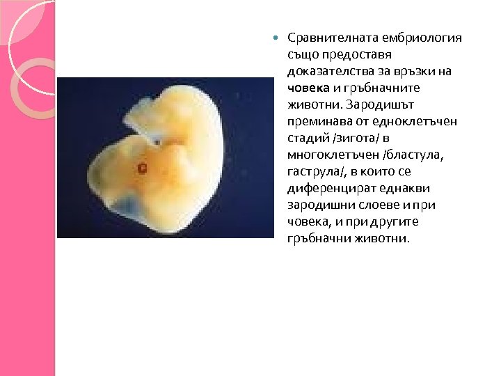  Сравнителната ембриология също предоставя доказателства за връзки на човека и гръбначните животни. Зародишът