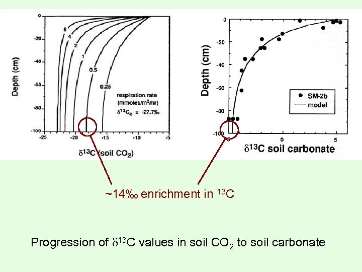 ~14‰ enrichment in 13 C Progression of 13 C values in soil CO 2