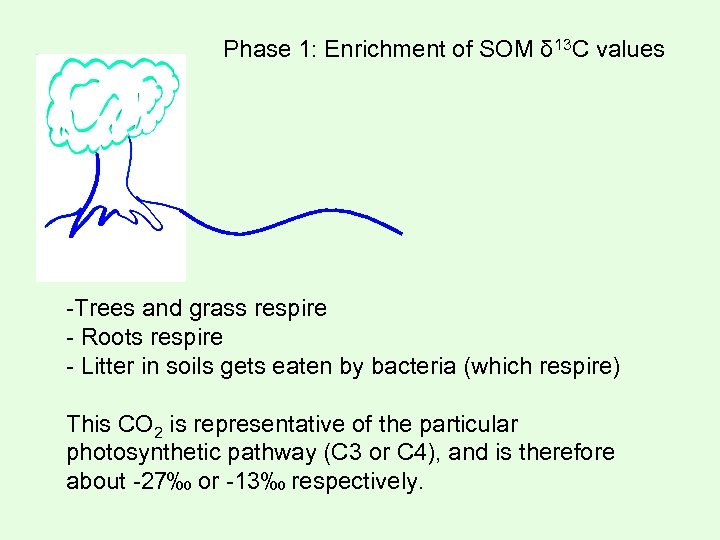 Phase 1: Enrichment of SOM δ 13 C values -Trees and grass respire -