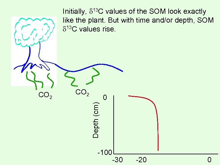 Initially, 13 C values of the SOM look exactly like the plant. But with