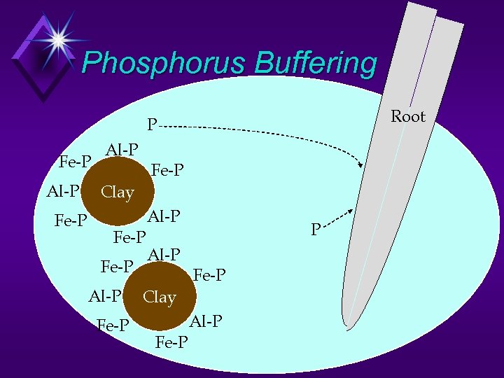 Phosphorus Buffering Soil Solution P Fe-P Al-P Fe-P Clay Al-P Fe-P Al-P P Fe-P