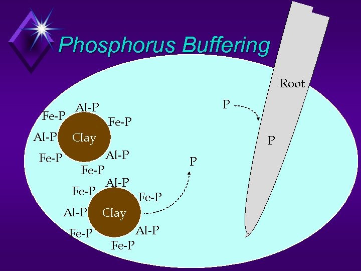 Phosphorus Buffering Soil Solution Fe-P Al-P Fe-P Clay PP Al-P Fe-P Root Al-P P
