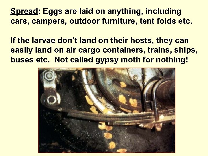 Spread: Eggs are laid on anything, including cars, campers, outdoor furniture, tent folds etc.