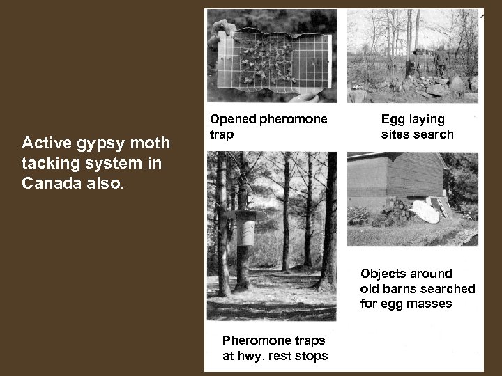 Active gypsy moth tacking system in Canada also. Opened pheromone trap Egg laying sites