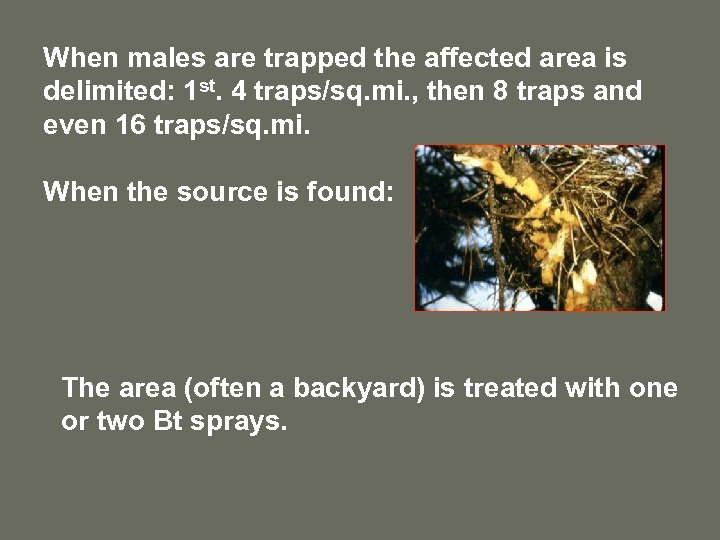 When males are trapped the affected area is delimited: 1 st. 4 traps/sq. mi.