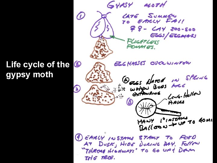 Life cycle of the gypsy moth 