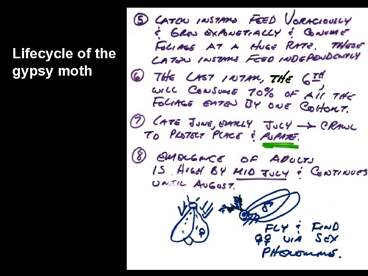 Lifecycle of the gypsy moth 