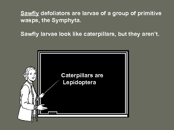 Sawfly defoliators are larvae of a group of primitive wasps, the Symphyta. Sawfly larvae