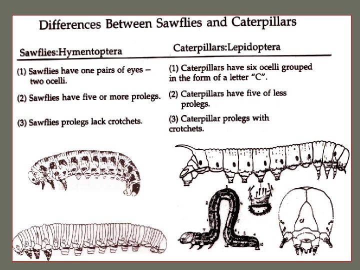 Sawflies Caterpillars 