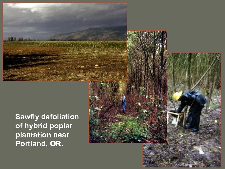 Sawfly defoliation of hybrid poplar plantation near Portland, OR. 