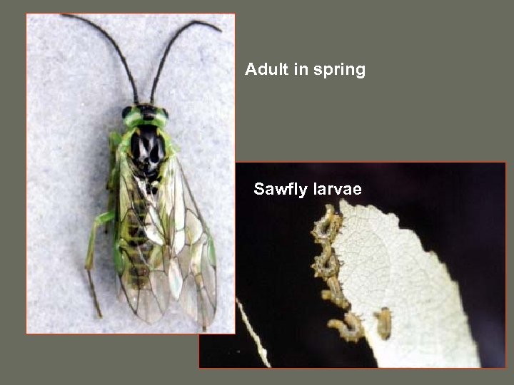 Adult in spring Sawfly larvae 