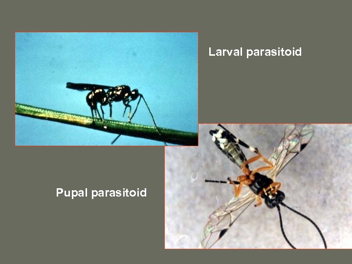 Larval parasitoid Pupal parasitoid 