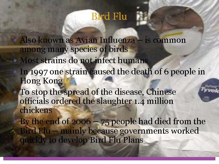 Bird Flu Also known as Avian Influenza – is common among many species of