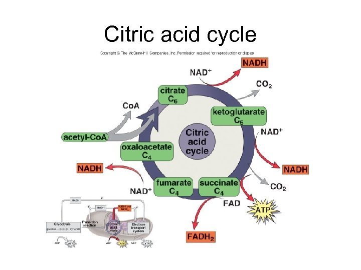Citric acid cycle 