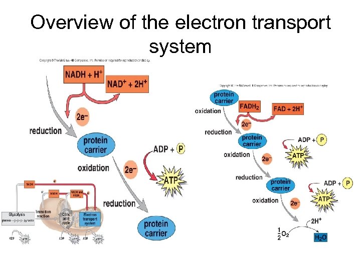 Overview of the electron transport system 