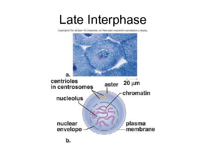 Late Interphase 
