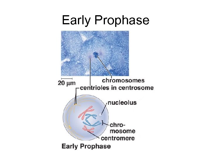 Early Prophase 