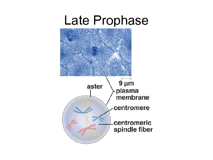 Late Prophase 