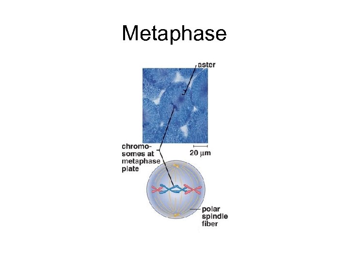 Metaphase 