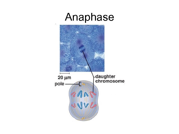 Anaphase 