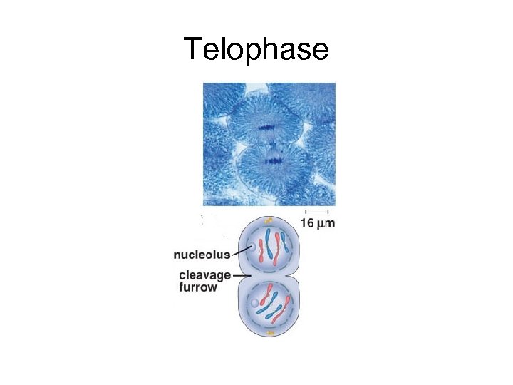 Telophase 