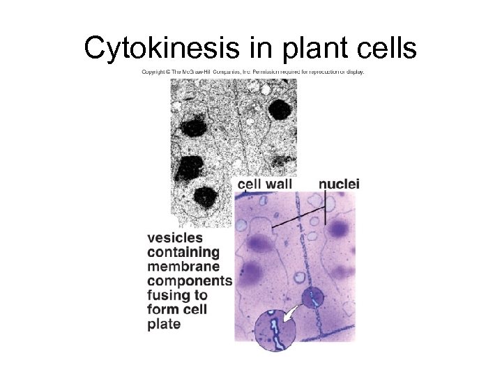 Cytokinesis in plant cells 