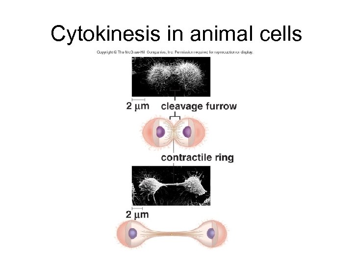 Cytokinesis in animal cells 