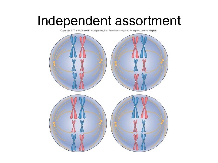 Independent assortment 