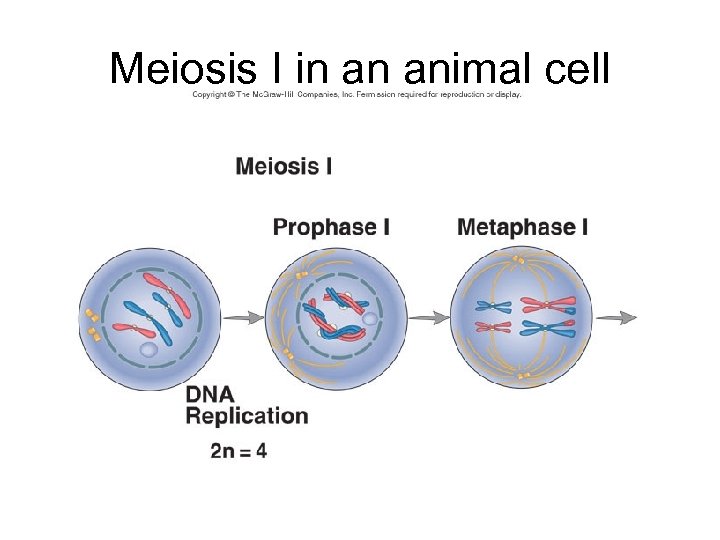 Meiosis I in an animal cell 
