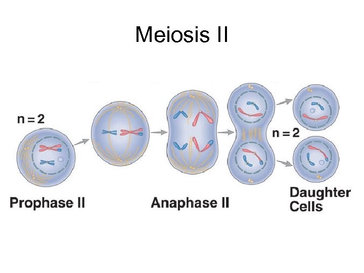 Meiosis II 