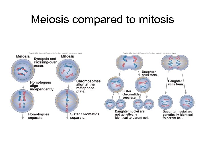 Meiosis compared to mitosis 
