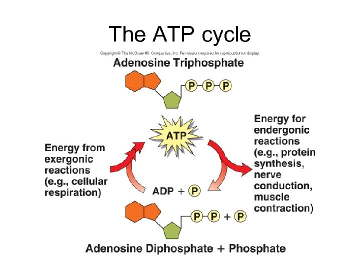 The ATP cycle 