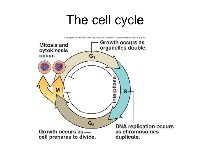 The cell cycle 