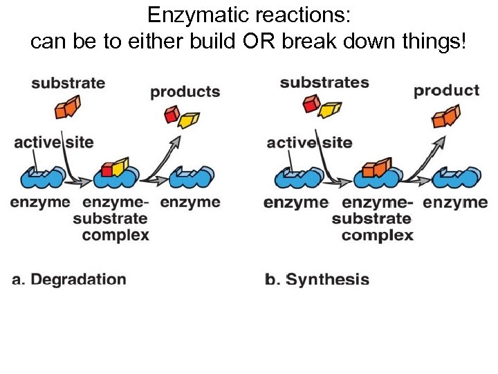 Enzymatic reactions: can be to either build OR break down things! 