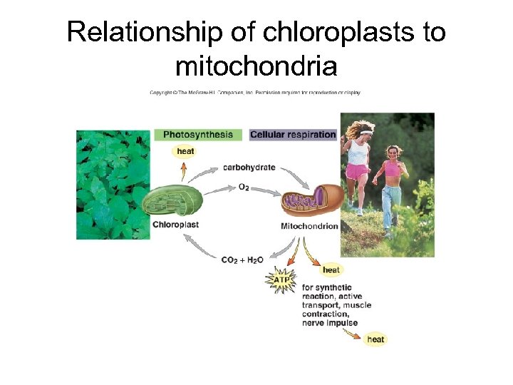 Relationship of chloroplasts to mitochondria 