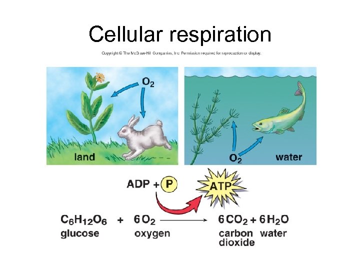 Cellular respiration 