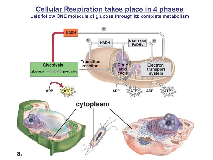 Cellular Respiration takes place in 4 phases Lets follow ONE molecule of glucose through