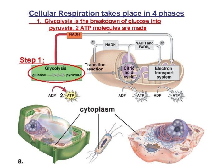 Cellular Respiration takes place in 4 phases 1. Glycolysis is the breakdown of glucose