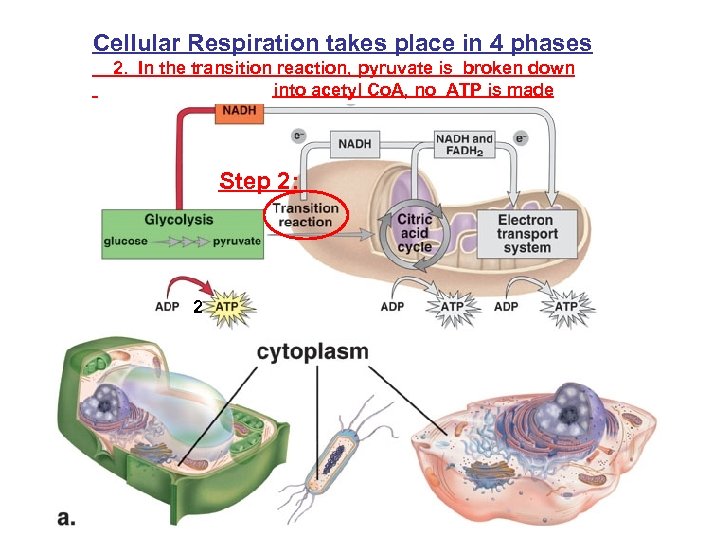 Cellular Respiration takes place in 4 phases 2. In the transition reaction, pyruvate is