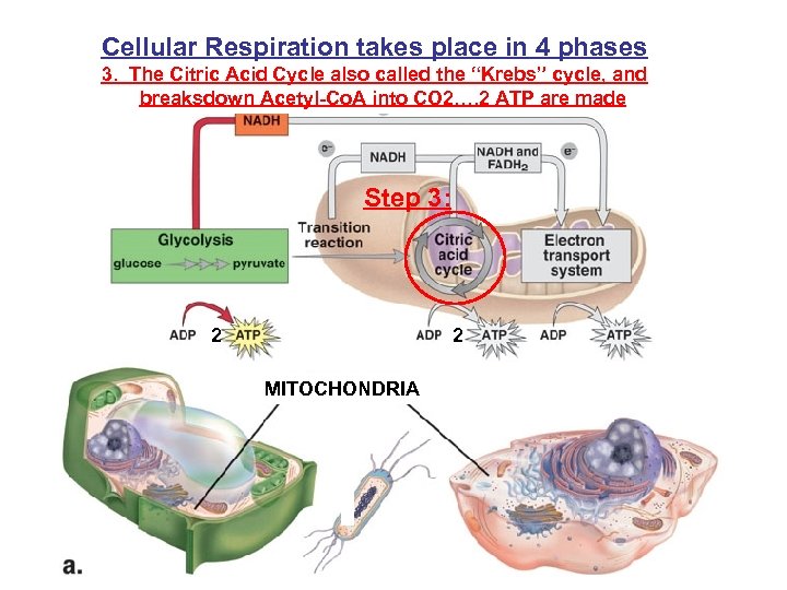 Cellular Respiration takes place in 4 phases 3. The Citric Acid Cycle also called