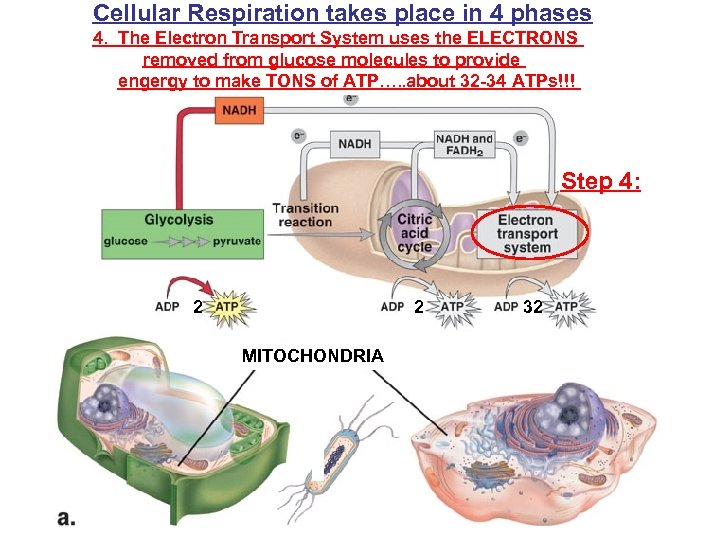 Cellular Respiration takes place in 4 phases 4. The Electron Transport System uses the