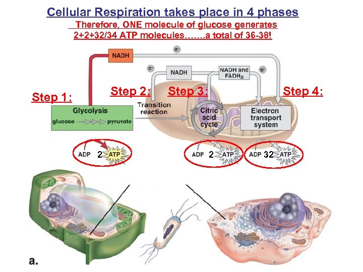 Cellular Respiration takes place in 4 phases Therefore, ONE molecule of glucose generates 2+2+32/34