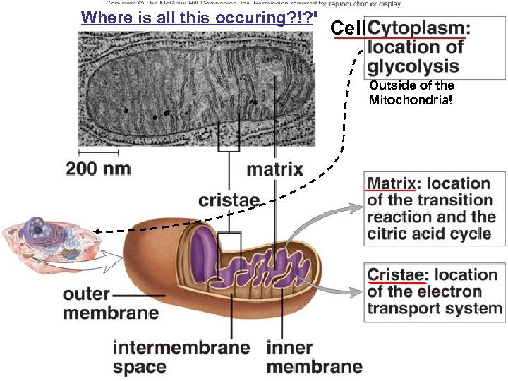 Where is all this occuring? !? ! Cell Outside of the Mitochondria! 