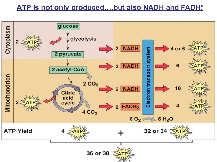 ATP is not only produced…. but also NADH and FADH! 